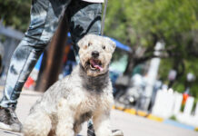 Realizan jornada de esterilización para combatir sobrepoblación animal en Nuevo León