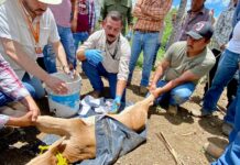 Refuerzan acciones contra el gusano barrenador en Aramberri, Nuevo León