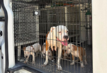 Resguarda División Ambiental siete perros por presunto maltrato animal en Monterrey