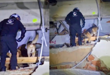 Binomio K9 de Santa Catarina localiza a un sobreviviente entre los escombros en Venezuela