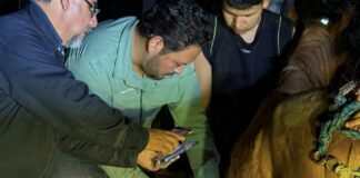 Atienden 19 casos urgentes de gusano barrenador en la sierra de Montemorelos