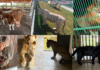 Catean inmuebles en Tamaulipas y aseguran 135 animales exóticos