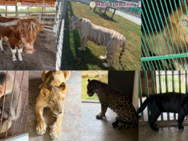 Catean inmuebles en Tamaulipas y aseguran 135 animales exóticos
