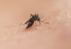 Investigan primera muerte humana vinculada al virus Shamonda en Francia